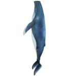 Humpback Whale Windsock